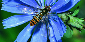 Eine Schwebfliege auf einer blauen Blüte