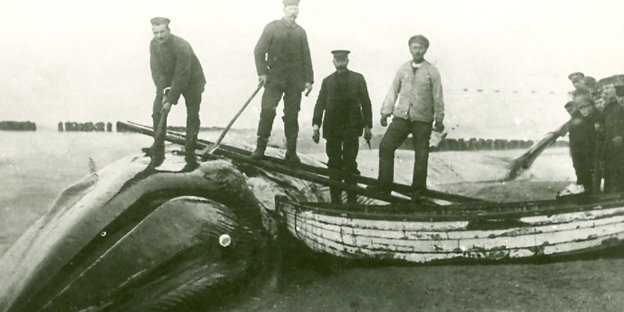 ein gestrandeter Wal im Dezember 1918 auf Sylt