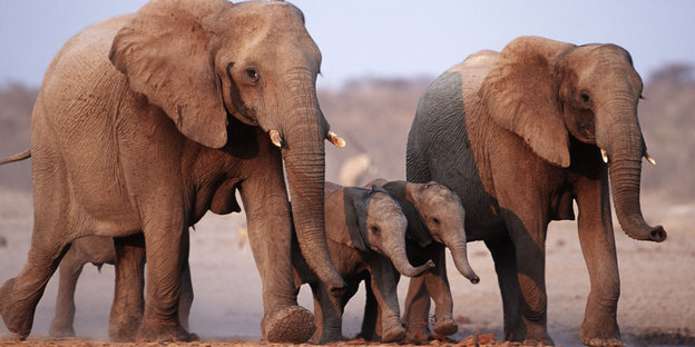 Vier afrikanische Elefanten laufen nebeneinander, die beiden mittlere sind noch Kinder