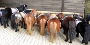 Eine Reihe von Ponys, von hinten gesehen