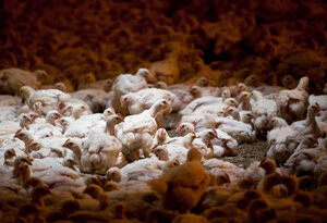 Hühner in einem Stall