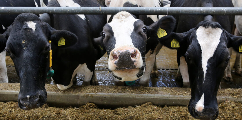 Kühe der Rasse Deutsche Holsteins.