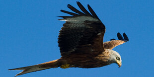 Fliegender Rotmilan vor blauem Himmel