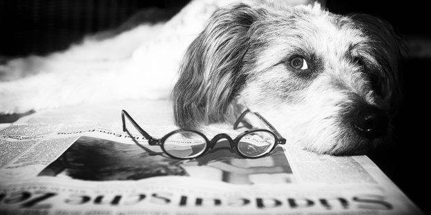 Ein Hund und eine Brille liegen auf einer Zeitungs-Ausgabe.