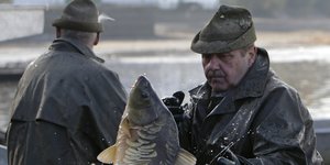 Ein Fischer mit Hut hält einen dicken Karpfen fest.