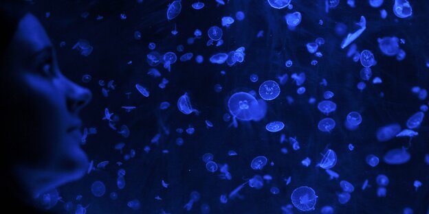 Eine Frau schaut sich Massen von Quallen in dunkelblauem Licht im Aquarium an