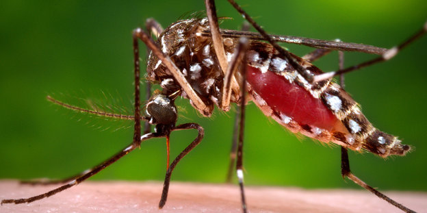 Eine Aedes-Mücke sitzt auf menschlicher Haut.