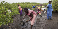 Auf schwarzer Erde werden grüne Mangroven gepflanzt, Szene aus Senegal.