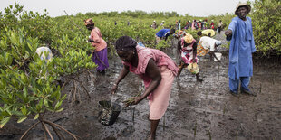 Auf schwarzer Erde werden grüne Mangroven gepflanzt, Szene aus Senegal.