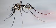 Die Aedes-Aegypti-Mücke.