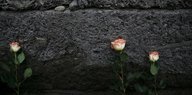 Drei pinke Rosen lehnen an einer schwarzen Wand