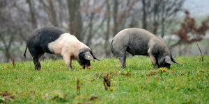 Zwei Schweine stehen auf einer Wiese.