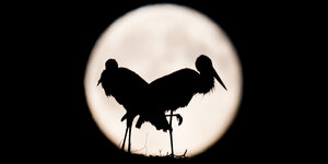 Schatten eines Storchenpaars vor dem Mond