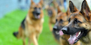 Schäferhunde beim Weltchampionat des Vereins für Deutsche Schäferhunde