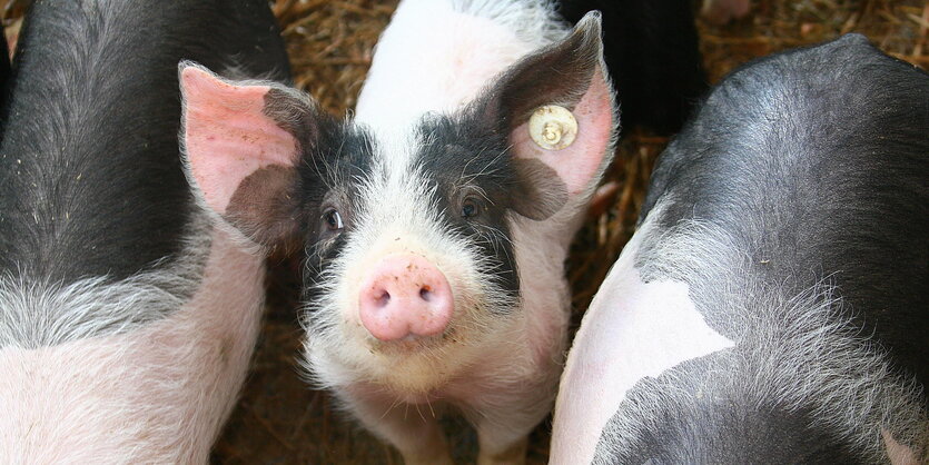 Ein Ferkel zwischen Schweinen guckt in die Kamera