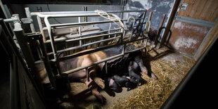 Ein Schwein liegt hinter einem Gitter