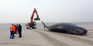 Ein Bagger zieht einen Wal den Strand hinunter