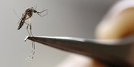 Eine Aedes-Aegypti-Mücke wird von einer Pinzette gehalten
