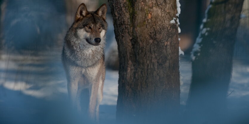 Ein Wolf in einer schneebedeckten Landschaft nahe Berlins