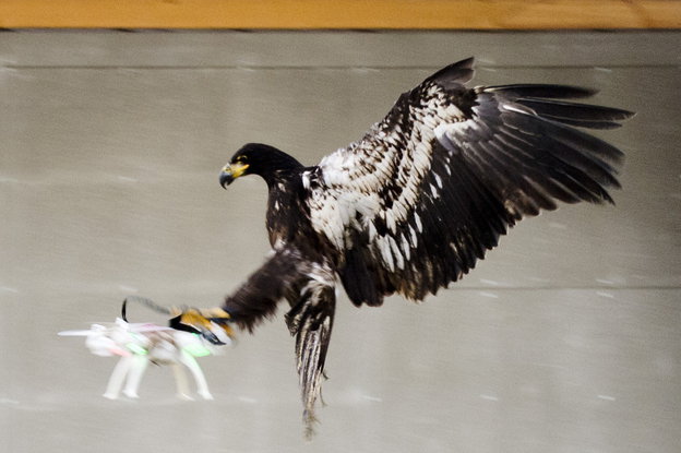 Ein Adler greift mit ausgebreiteten Flügeln nach einer Drohne