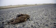 Ein toter Vogel liegt auf einer Landstraße