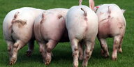 Vier Schweine laufen über eine Wiese. Zu sehen sind ihre Hinterteile.