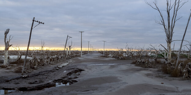 Eine kühle, karge Landschaft mit toten Bäumen und zerbrochenen Strommasten, die Straße führt ins Nichts.