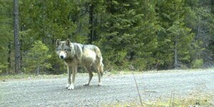 Ein Wolf geht über einen Waldweg