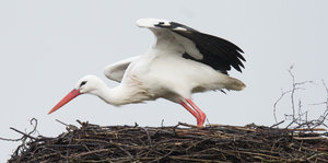 Ein Storch steht mit ausgebreiteten Flügeln auf einem braunen Nest